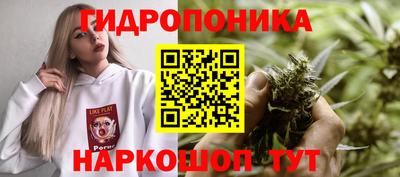 крисы Можга