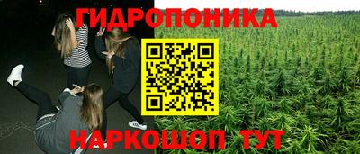 крисы Можга